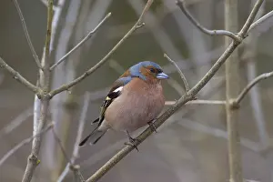 Chaffinches: Chaffinch - adult male perched on twig - Sweden