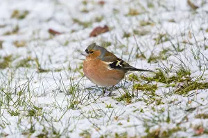 Chaffinches: Chaffinch - adult male in snow feeding on seed
