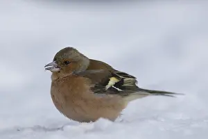 Cairngorms: Chaffinch - adult male in snow - Great Britain