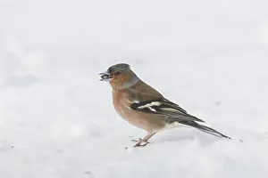 Fringilla: Chaffinch - adult male in snow - Sweden