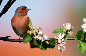 Chaffinches: CHAFFINCH - AND APPLE BLOSSOM