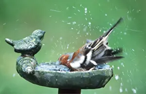 Spray: CHAFFINCH - bathing at bird bath