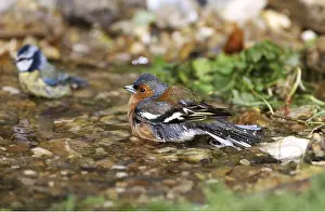 Preening: CHAFFINCH - Bathing, & Blue tit (Cyanistes caeruleus)