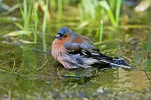 Chaffinches: Chaffinch - Bathing in pool