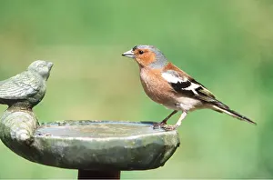 Cleaning: CHAFFINCH - AT BIRD BATH