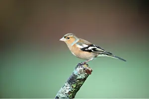 Chaffinches: CHAFFINCH - ON BRANCH END
