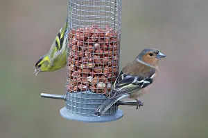 Fringilla: Chaffinch and Eurasian Siskin - perched on peanut