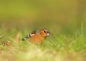 Chaffinches: Chaffinch - feeding on the ground