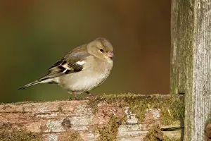 Chaffinches: Chaffinch - female