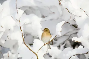 Chaffinches: Chaffinch - female in snow