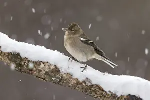 Chaffinches: Chaffinch - Female - Snowing - Cornwall - UK