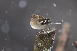 120219: Chaffinch - Female - Snowing - Cornwall - UK