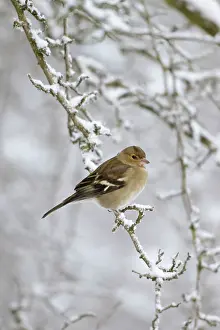Chaffinches: Chaffinch - female in snowy conditions