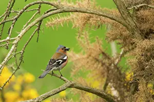 Fringilla: Chaffinch (Fringilla coelebs) on a branch. Scotland