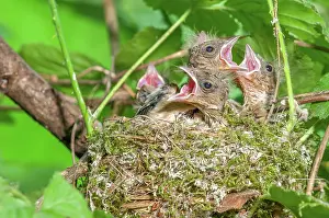 Fringilla: Chaffinch (Fringilla coelebs) chicks with their