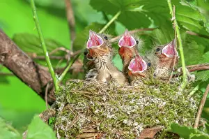 Fringilla: Chaffinch (Fringilla coelebs) chicks with their