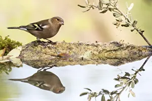 Fringilla: Chaffinch (Fringilla coelebs) at the edge of water