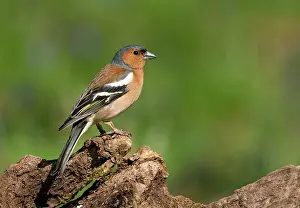 Tissue: Chaffinch (Fringilla coelebs) perched on a log