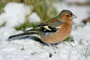 Chaffinches: Chaffinch - On ground in snow