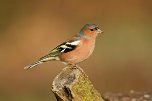 Chaffinches: Chaffinch - male