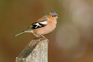 Chaffinches: Chaffinch - male