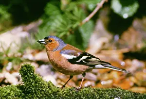 Chaffinches: Chaffinch - male