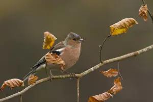 120219: Chaffinch - Male - Autumn - Cornwall - UK