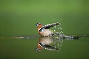 Chaffinches: Chaffinch - Male bathing in forest pool