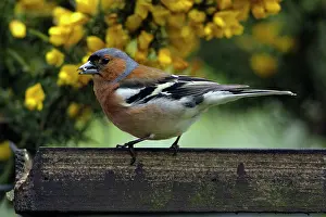 Chaffinches: Chaffinch - male at bird table eating seed
