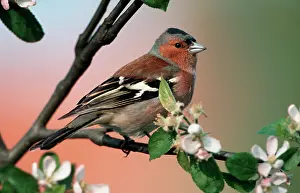 Chaffinches: Chaffinch - male on branch of apple tree with blossom
