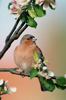 Chaffinches: Chaffinch - male on branch of apple tree with blossoms