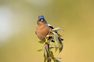 Fringilla: Chaffinch - Male - Cornwall - UK