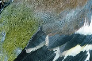 Chaffinches: Chaffinch - male feathers