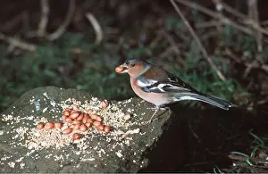 Tables: CHAFFINCH - male feeding