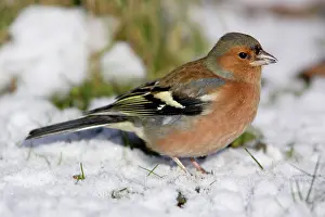 Chaffinches: Chaffinch - Male, feeding on ground in garden, winter