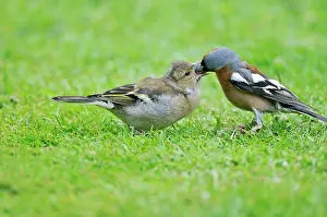 Chaffinches: Chaffinch - male feeding young