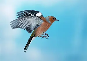 Chaffinches: CHAFFINCH - male in flight