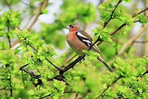 Chaffinches: Chaffinch - male, in garden hedge