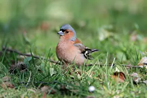 Chaffinches: Chaffinch - male on ground