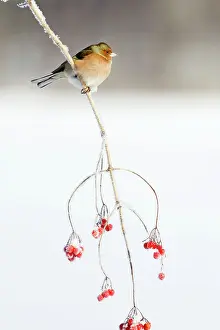 Guelder: Chaffinch - male on Guelder Rose branch coverd with frost
