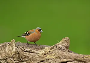 Chaffinches: Chaffinch male looking for seeds on log May Cannock