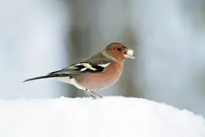 Peanuts: Chaffinch - male with peanut in beak, in snow