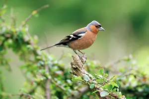 Chaffinches: CHAFFINCH - male perched