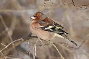 Chaffinches: Chaffinch - male perched on branch in winter