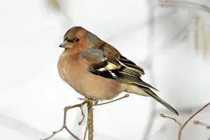 Chaffinches: Chaffinch - male perched on branch in winter