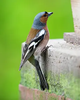 Fringilla: Chaffinch, male perched on brick pillar beside feeding