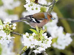 Fringilla: Chaffinch - male perched on flowering Cherry tree