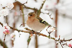 Viburnum: Chaffinch - male perched on flowering Viburnum in snow