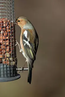 Fringilla: Chaffinch - male perched on peanut feeder - Sweden