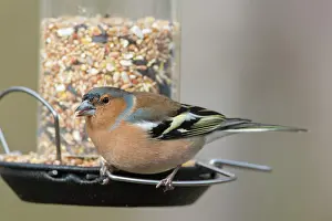 Fringilla: Chaffinch - male perched on peanut feeder - Sweden